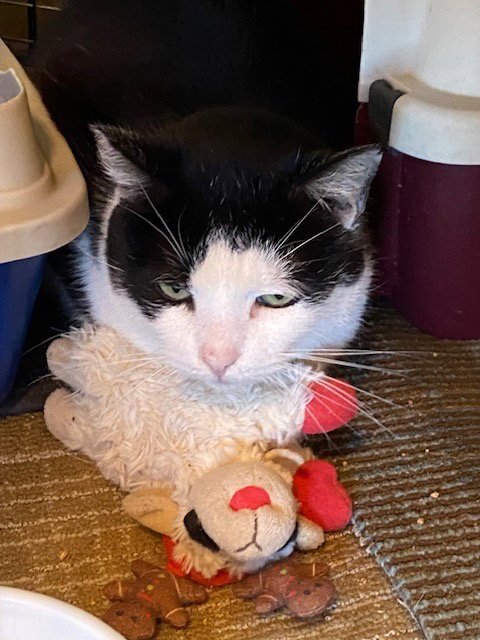 VITO - Domestic Short Hair available for adoption