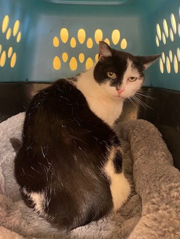 HALF MOON - Domestic Short Hair available for adoption