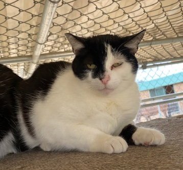 HALF MOON - Domestic Short Hair for adoption in Oceanside