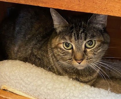 SUSAN - Domestic Short Hair for adoption in Escondido