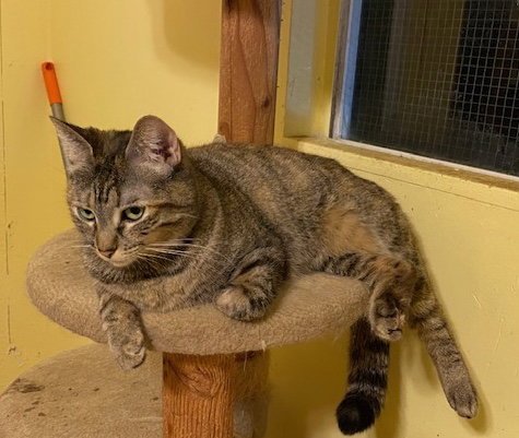 SUSAN - Domestic Short Hair available for adoption