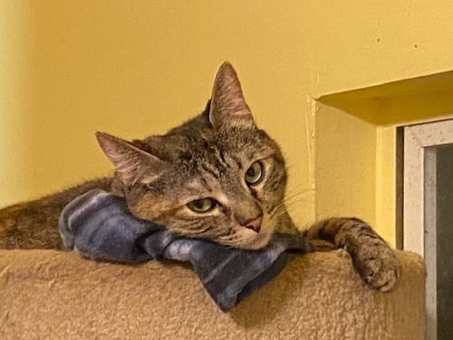 SUSAN - Domestic Short Hair for adoption in Oceanside
