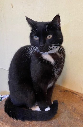 EVIE - Domestic Short Hair for adoption in Oceanside