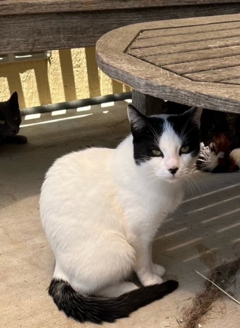 CANNOLI - Domestic Short Hair / Turkish Van for adoption in Oceanside