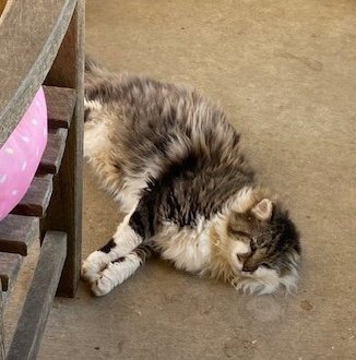 CAPTAIN CHURU - Domestic Long Hair available for adoption
