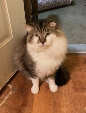 CAPTAIN CHURU - Domestic Long Hair for adoption in Oceanside