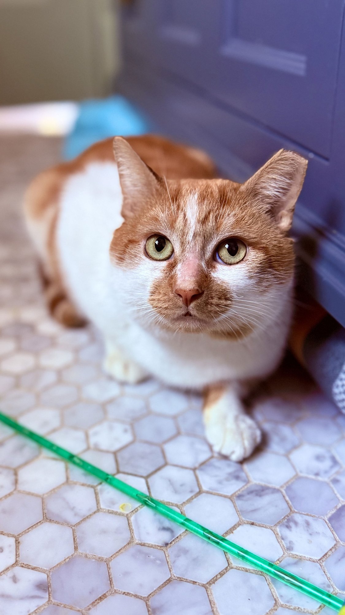 TOWNES - Domestic Short Hair for adoption in Escondido