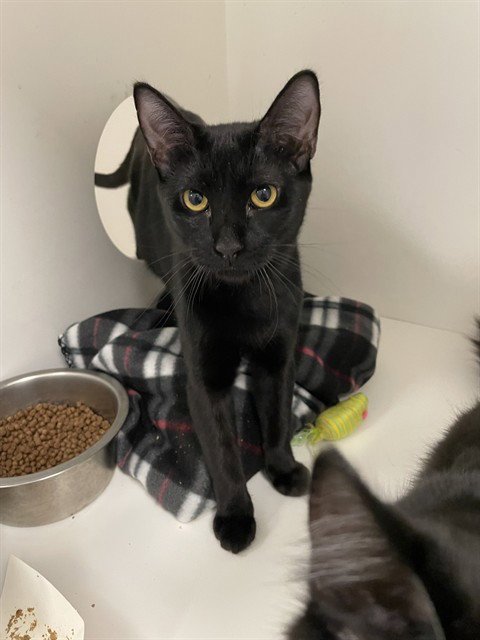 JADE - Domestic Short Hair for adoption in Oceanside