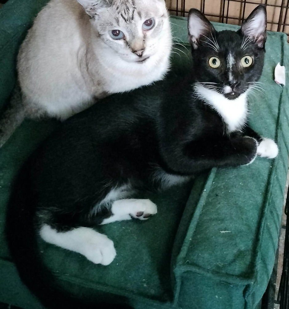 WISHBONE - Domestic Short Hair available for adoption