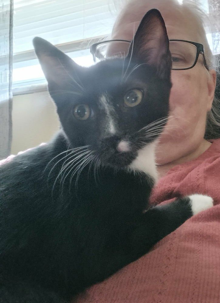 WISHBONE - Domestic Short Hair available for adoption