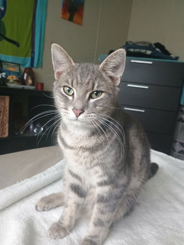 TIGROU - Domestic Short Hair available for adoption