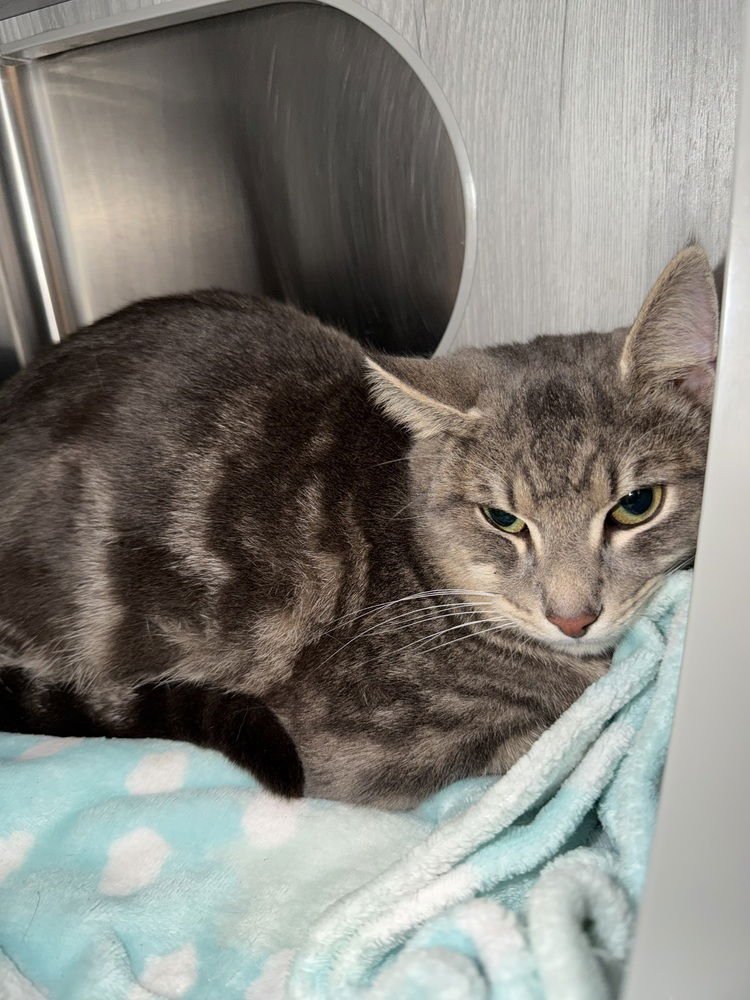 TIGROU - Domestic Short Hair available for adoption