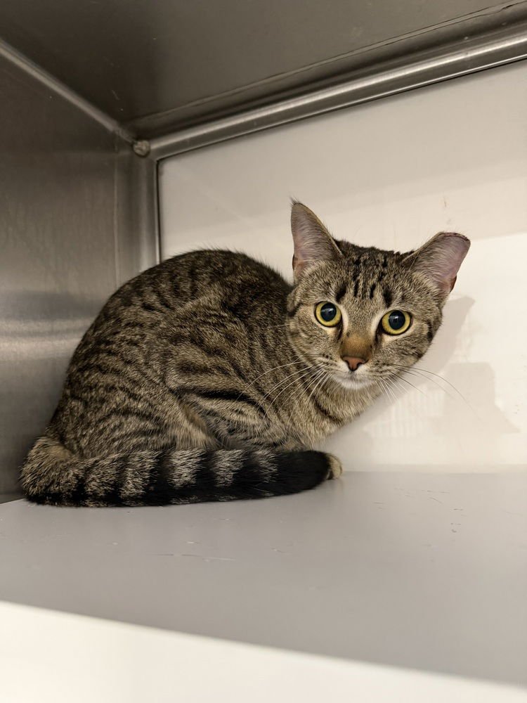 LIZ - Domestic Short Hair available for adoption