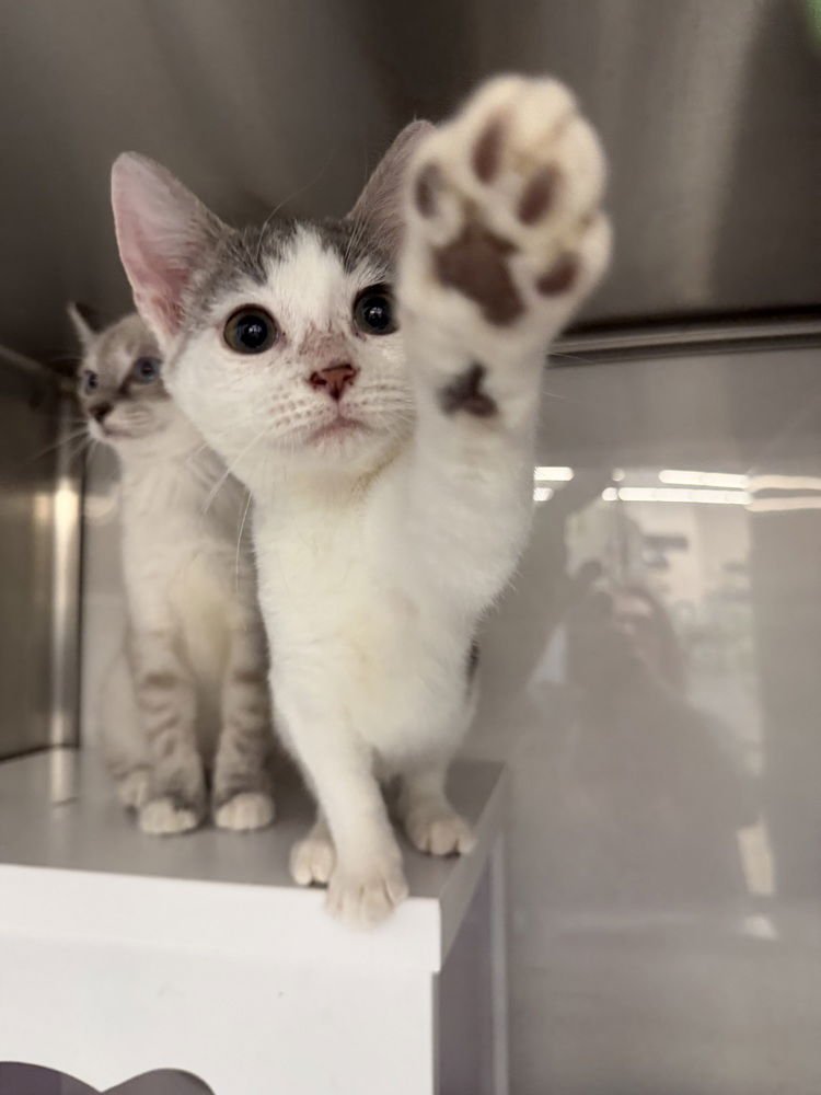 BEAGLE - Domestic Short Hair / Manx available for adoption
