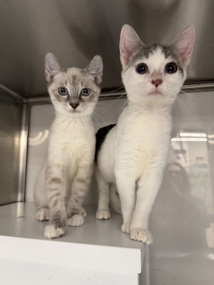 BEAGLE - Domestic Short Hair / Manx available for adoption