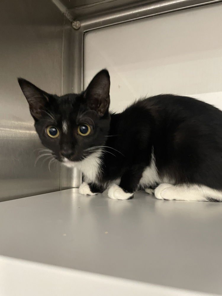 SUTTON 4 - Domestic Short Hair available for adoption