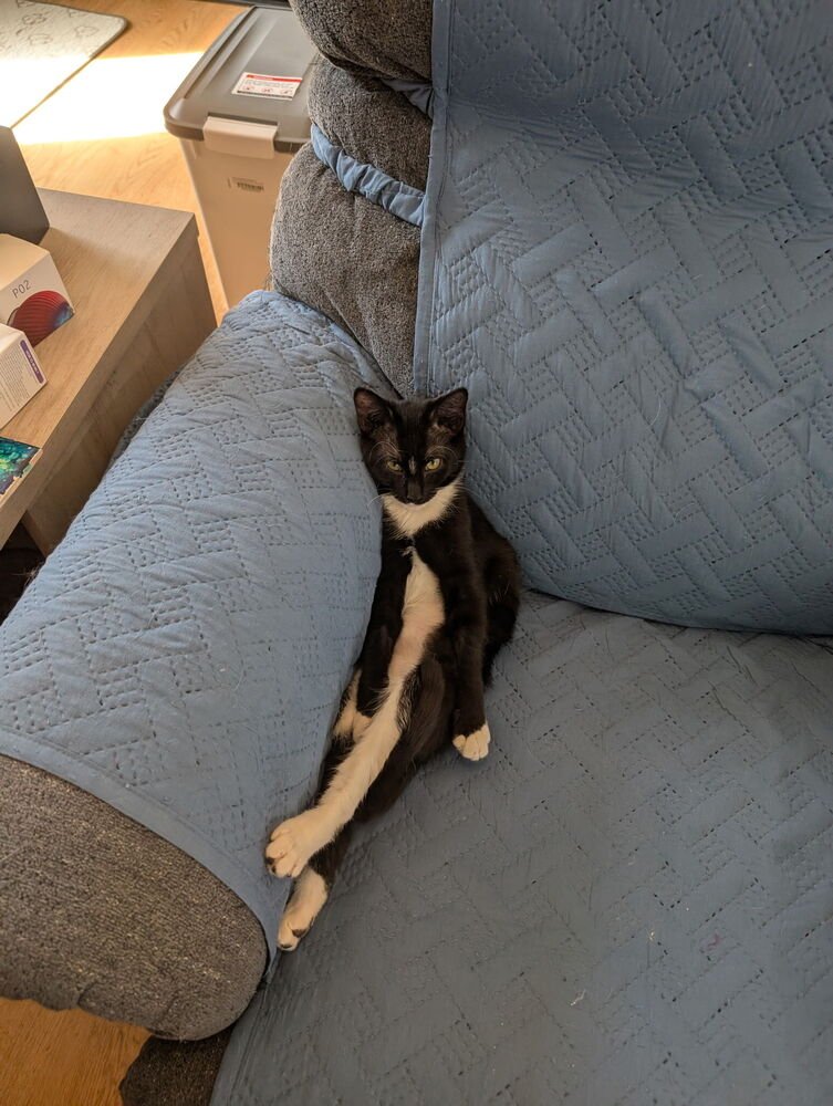 SUTTON 4 - Domestic Short Hair available for adoption