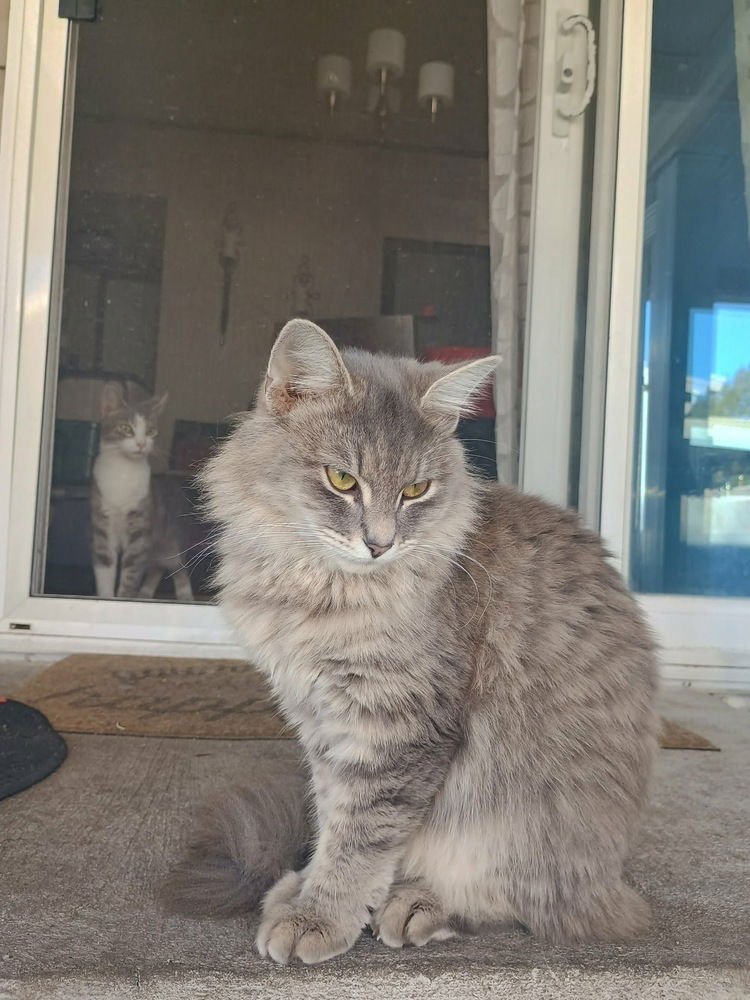 LUNABELLA - Domestic Long Hair available for adoption