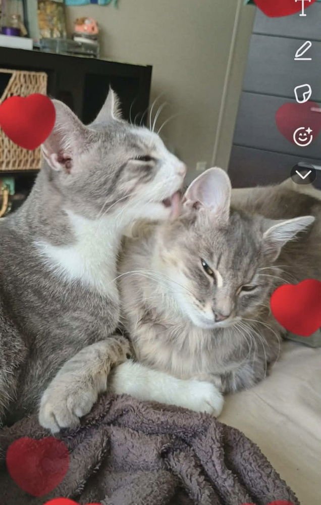 LUNABELLA - Domestic Long Hair available for adoption