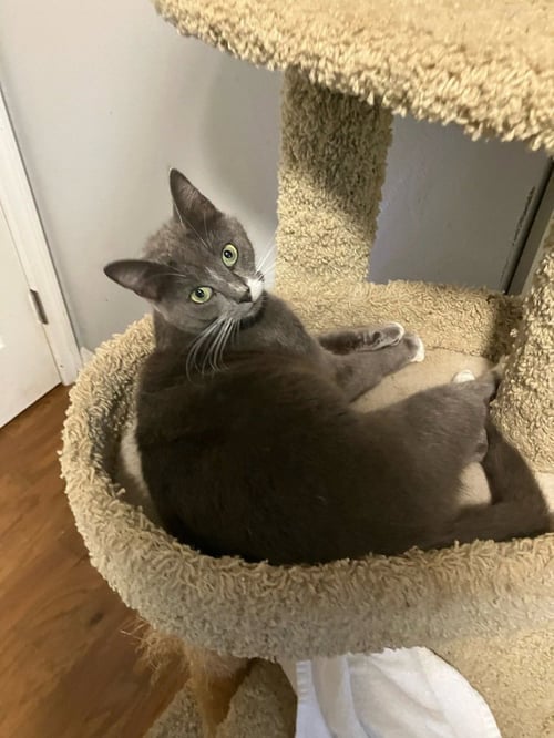 POSTMARK **SPECIAL NEEDS - FELV +** - Domestic Short Hair available for adoption
