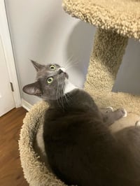 Postmark **Special Needs - FeLv +** - Photo 3