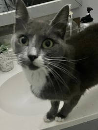 Postmark **Special Needs - FeLv +** - Photo 4