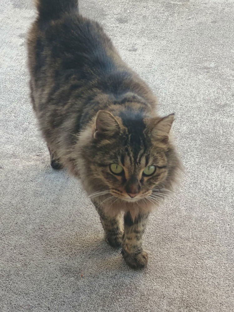 MAMIE - Domestic Long Hair available for adoption