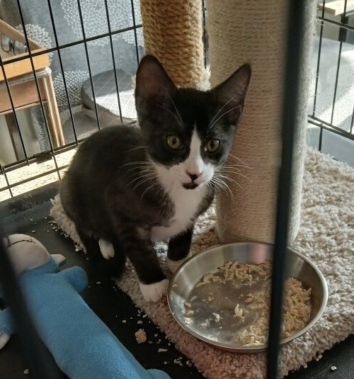 MIRROR - Domestic Short Hair available for adoption