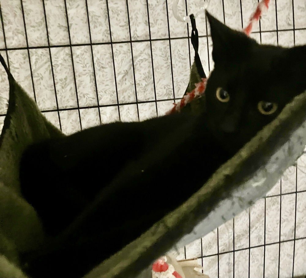 WALLIE - Domestic Short Hair available for adoption