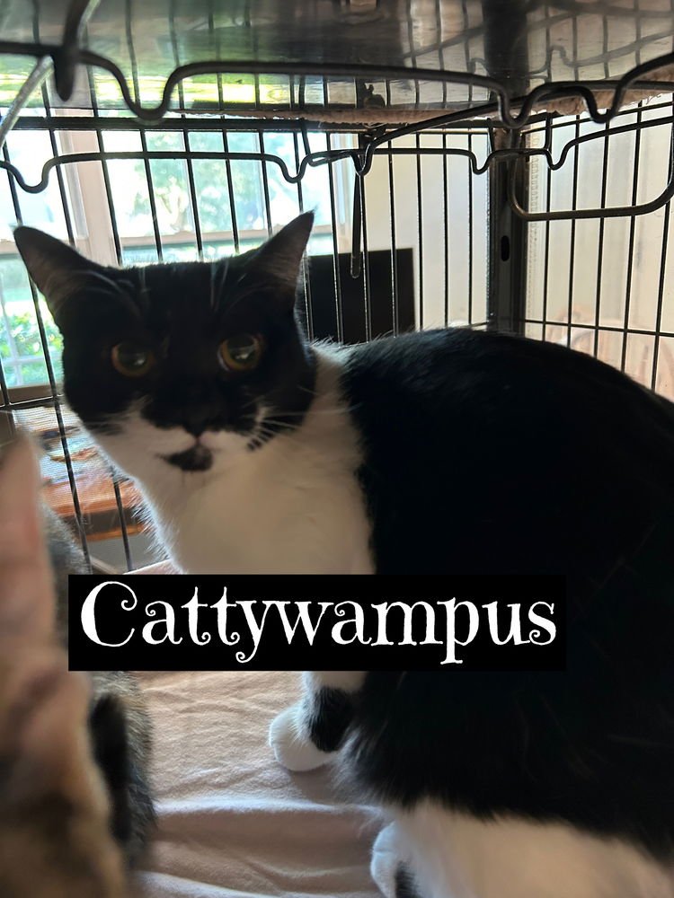 CATTYWAMPUS - Domestic Short Hair available for adoption