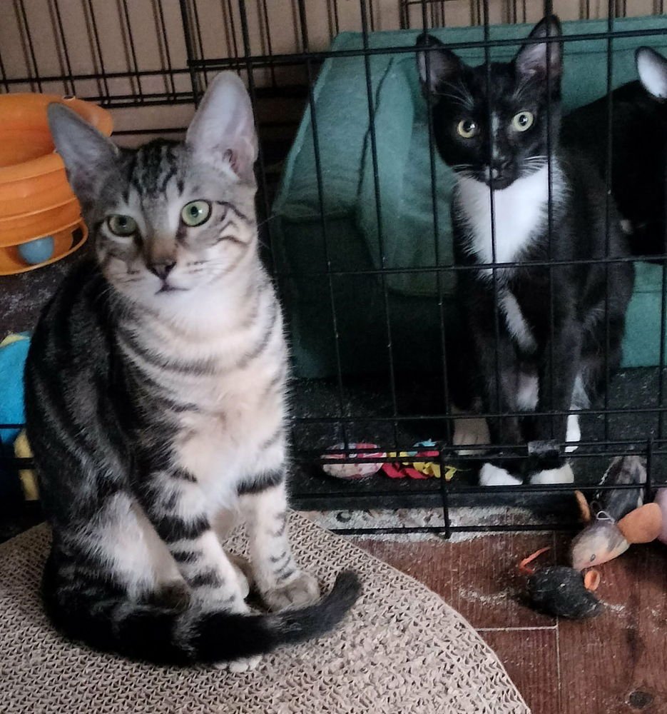 CORNBREAD 2 - Domestic Short Hair available for adoption