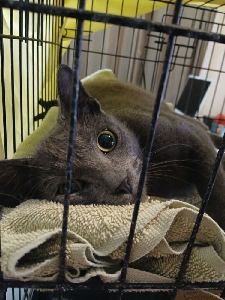 JACKSON - Domestic Short Hair available for adoption