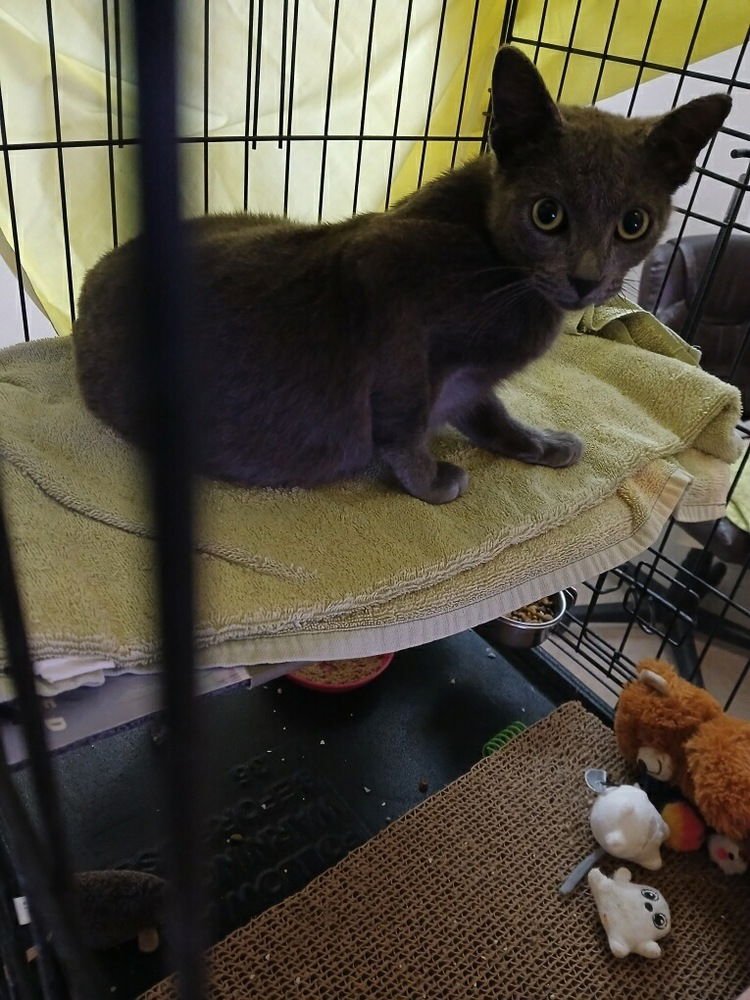 JACKSON - Domestic Short Hair available for adoption