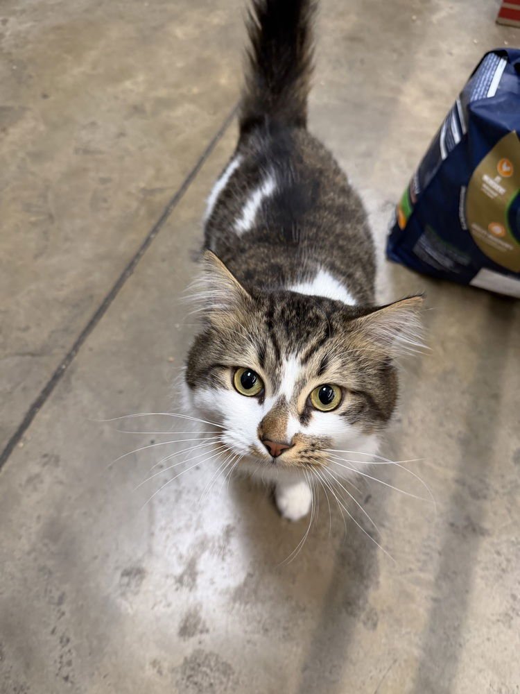 FRANKIE - Domestic Short Hair available for adoption