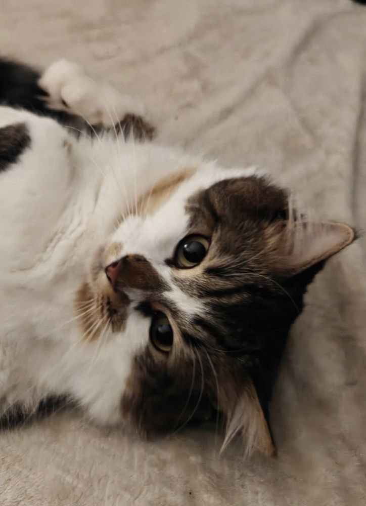 FRANKIE - Domestic Short Hair available for adoption