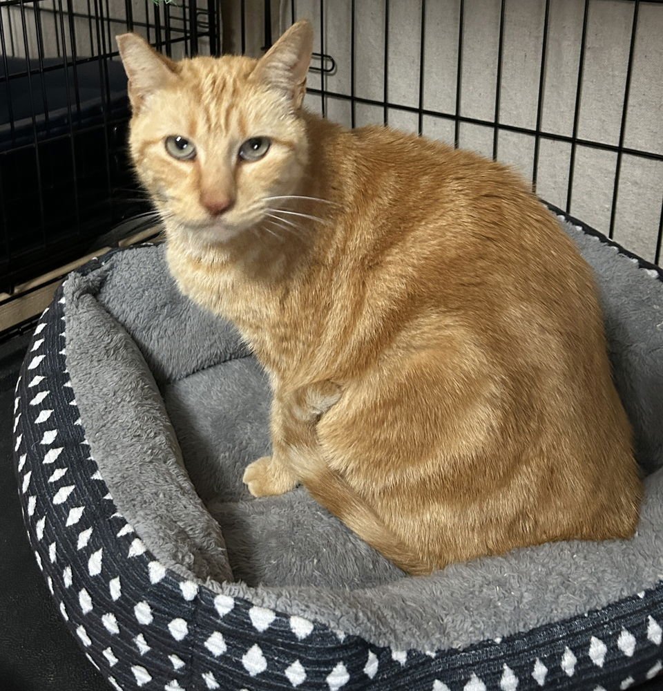 MARIA - Domestic Short Hair available for adoption