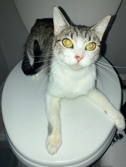 NINA - Domestic Short Hair available for adoption