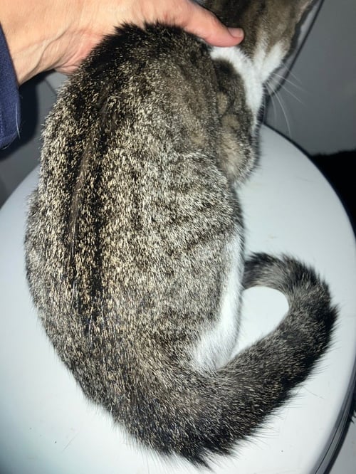 NINA - Domestic Short Hair available for adoption