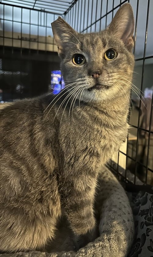 HORIZON 2 - Domestic Short Hair available for adoption