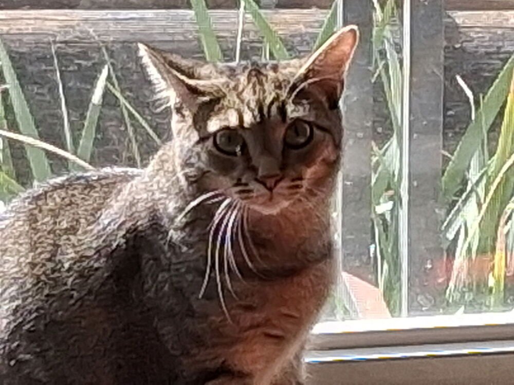 Koby Image