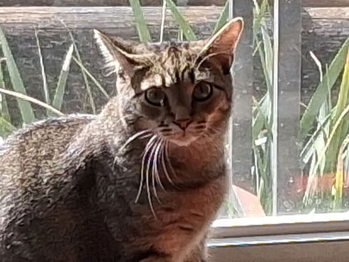 KOBY - Domestic Short Hair available for adoption