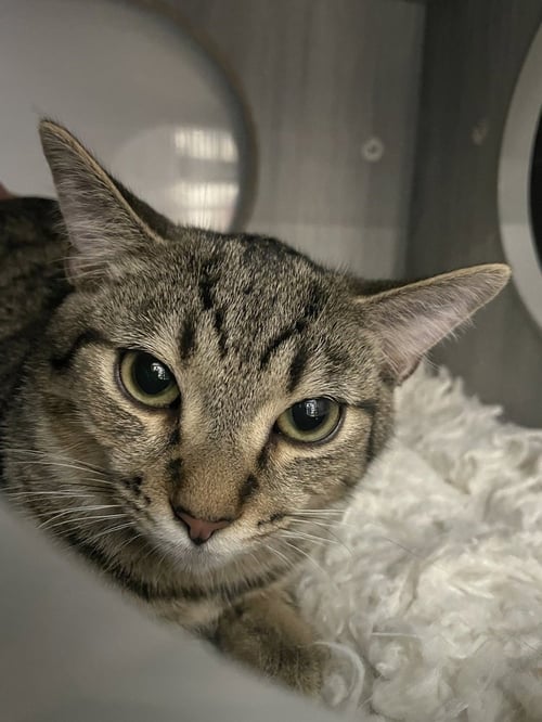 KOBY - Domestic Short Hair available for adoption