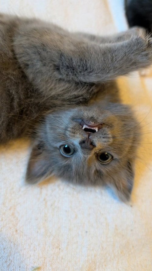 MOOSE H **ADOPTED**