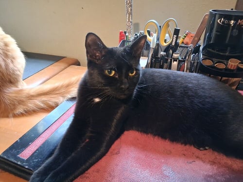 SPRITZ - Domestic Short Hair available for adoption