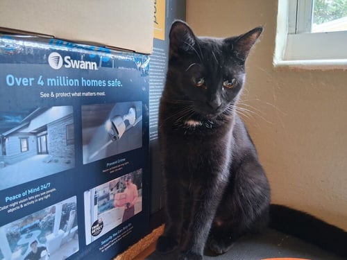 SPRITZ - Domestic Short Hair available for adoption