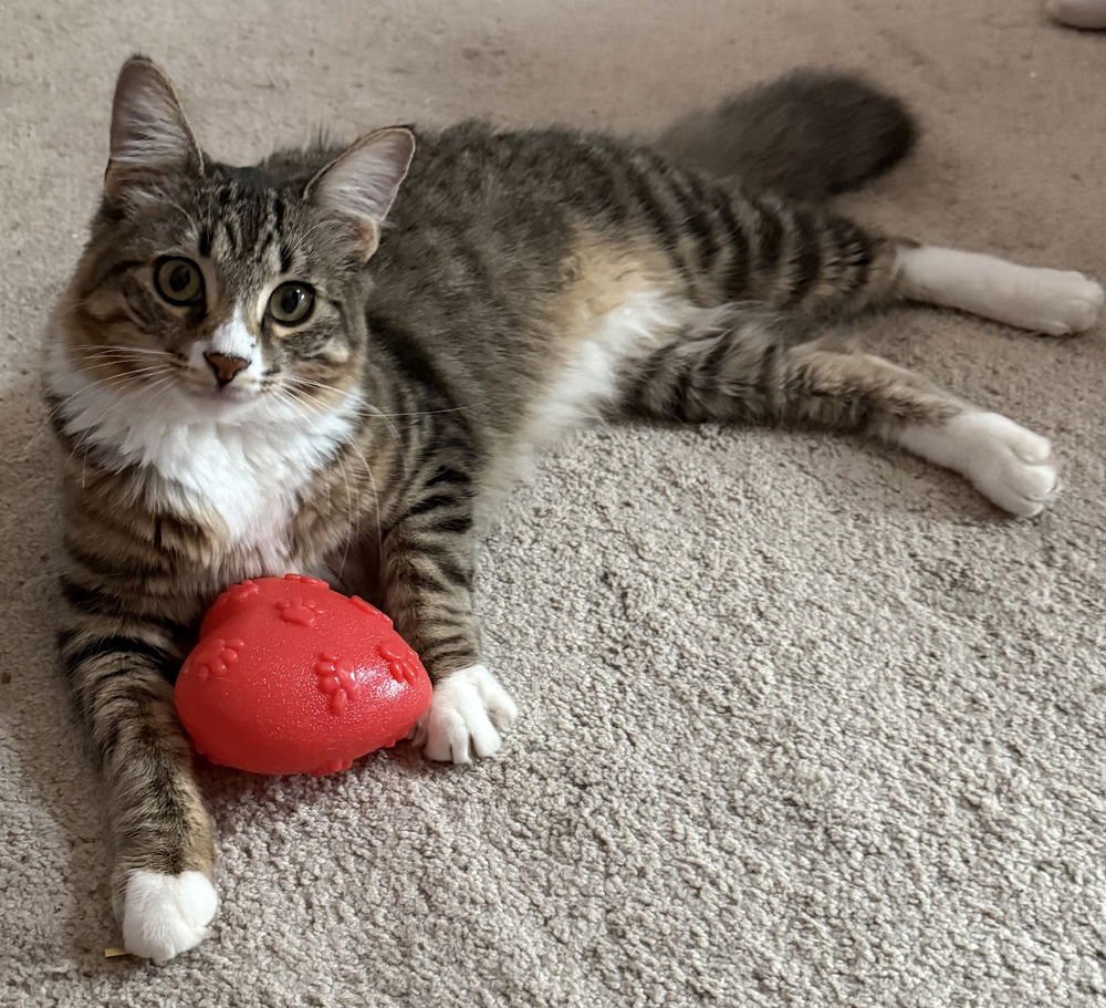 ELVIRA - Domestic Medium Hair available for adoption