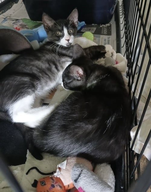 SMOKE - Domestic Short Hair available for adoption
