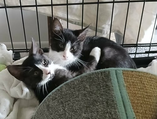 SMOKE - Domestic Short Hair available for adoption