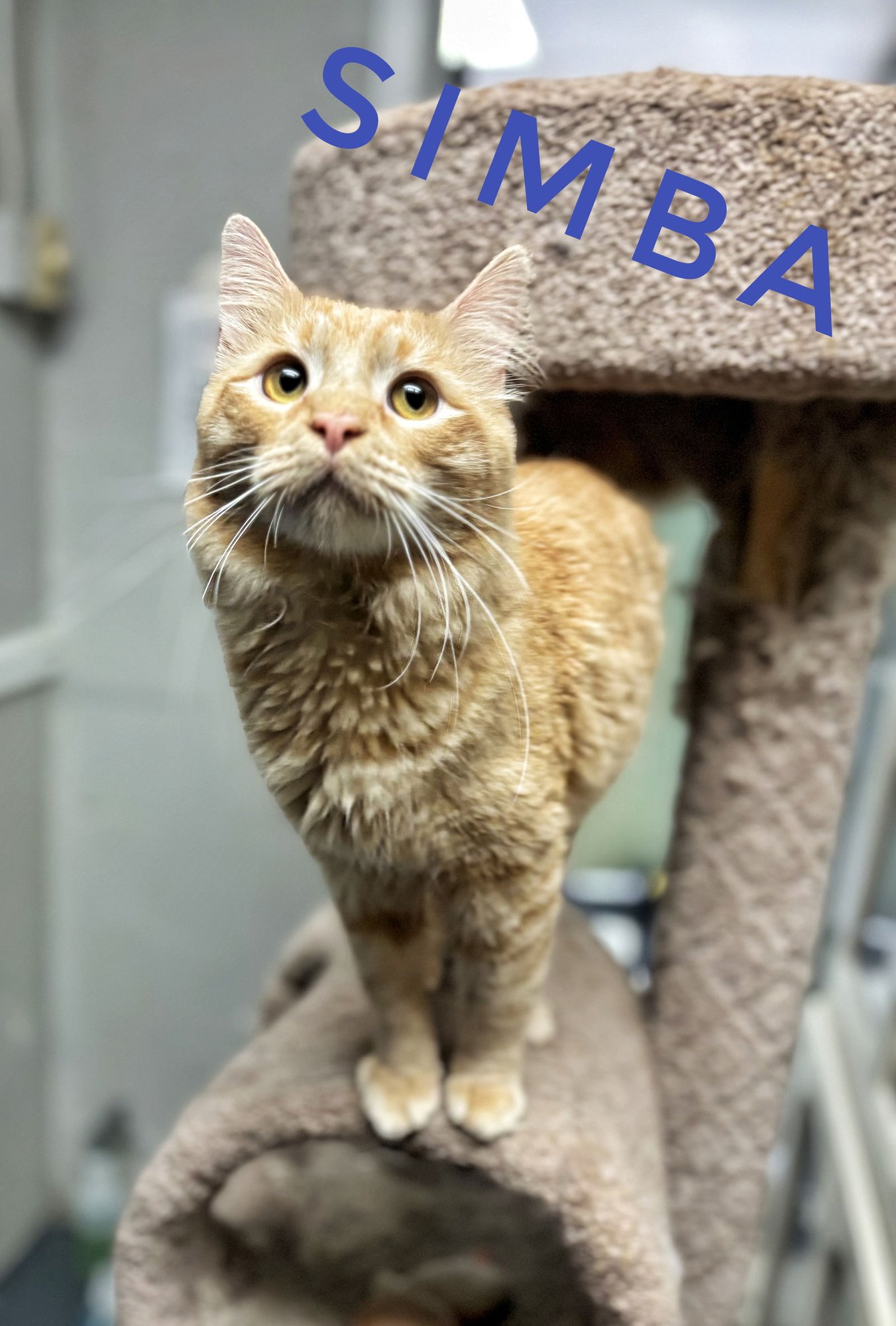 SIMBA - CCHS - Domestic Long Hair available for adoption