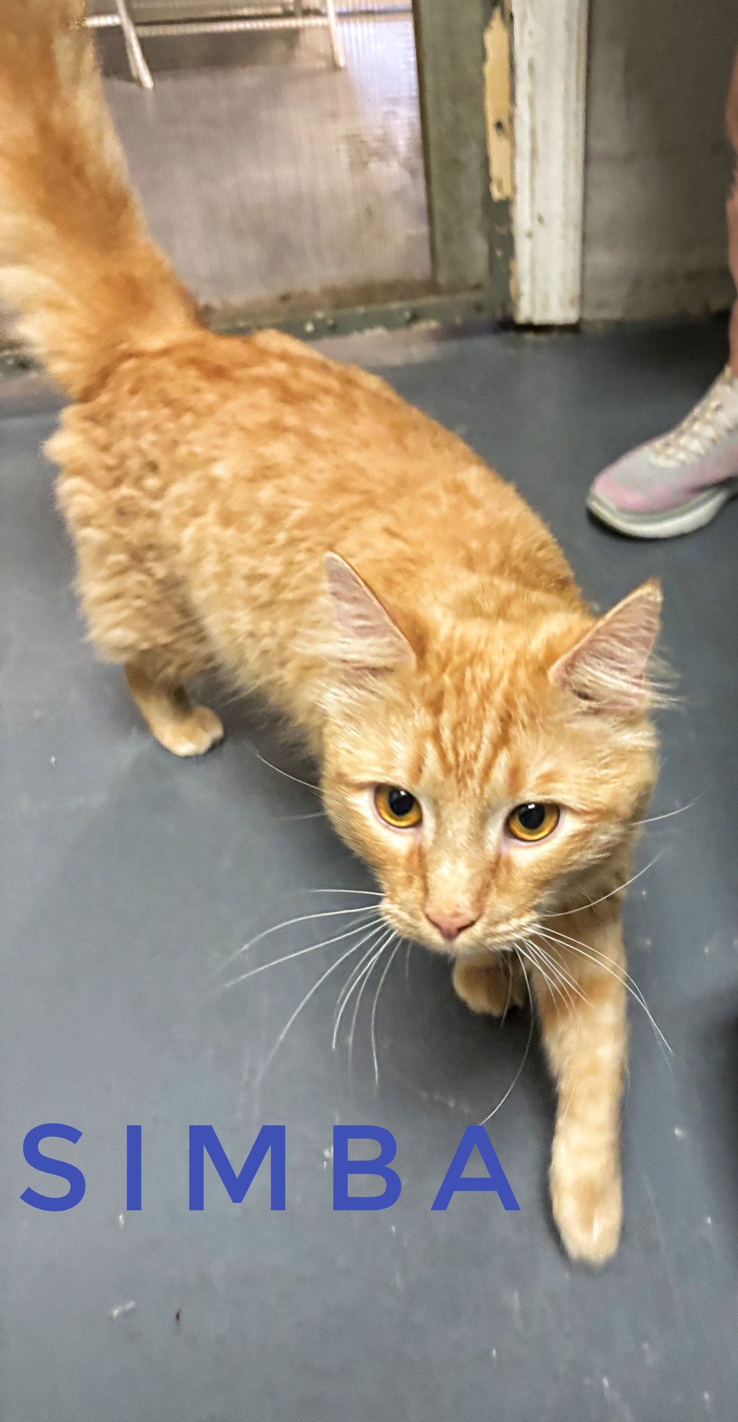 SIMBA - CCHS - Domestic Long Hair available for adoption